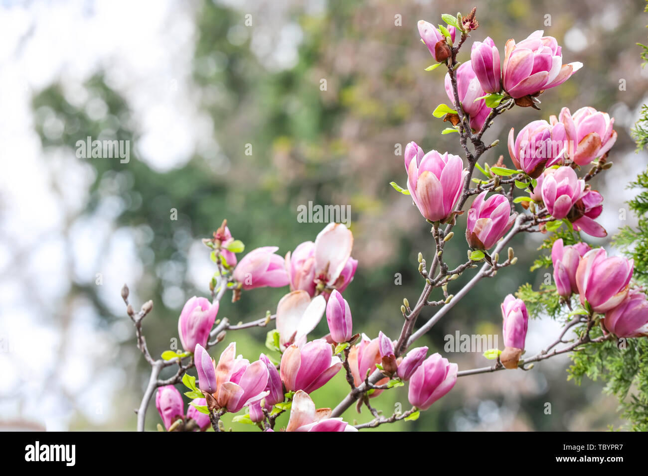 Pink magnolia blossom twigs hi-res stock photography and images - Alamy