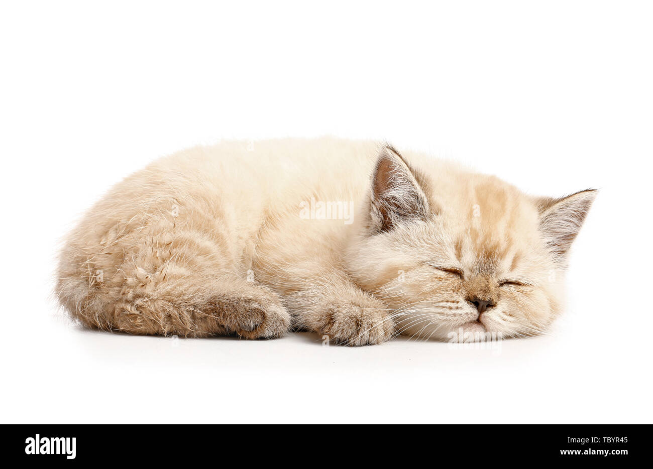 Cute sleeping kitten on white background Stock Photo