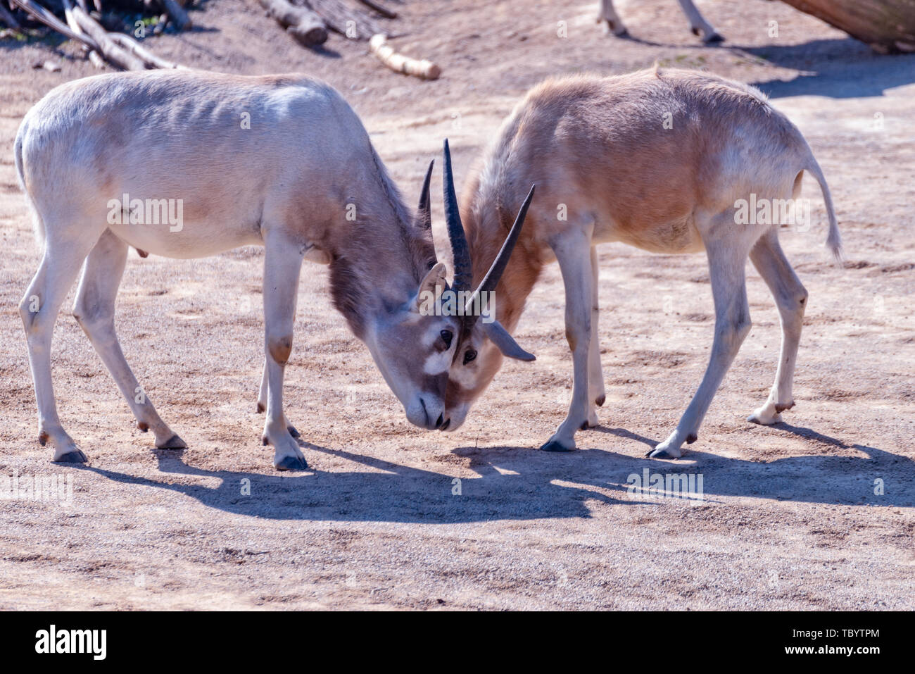 Two Addax animals are fighting each other Stock Photo