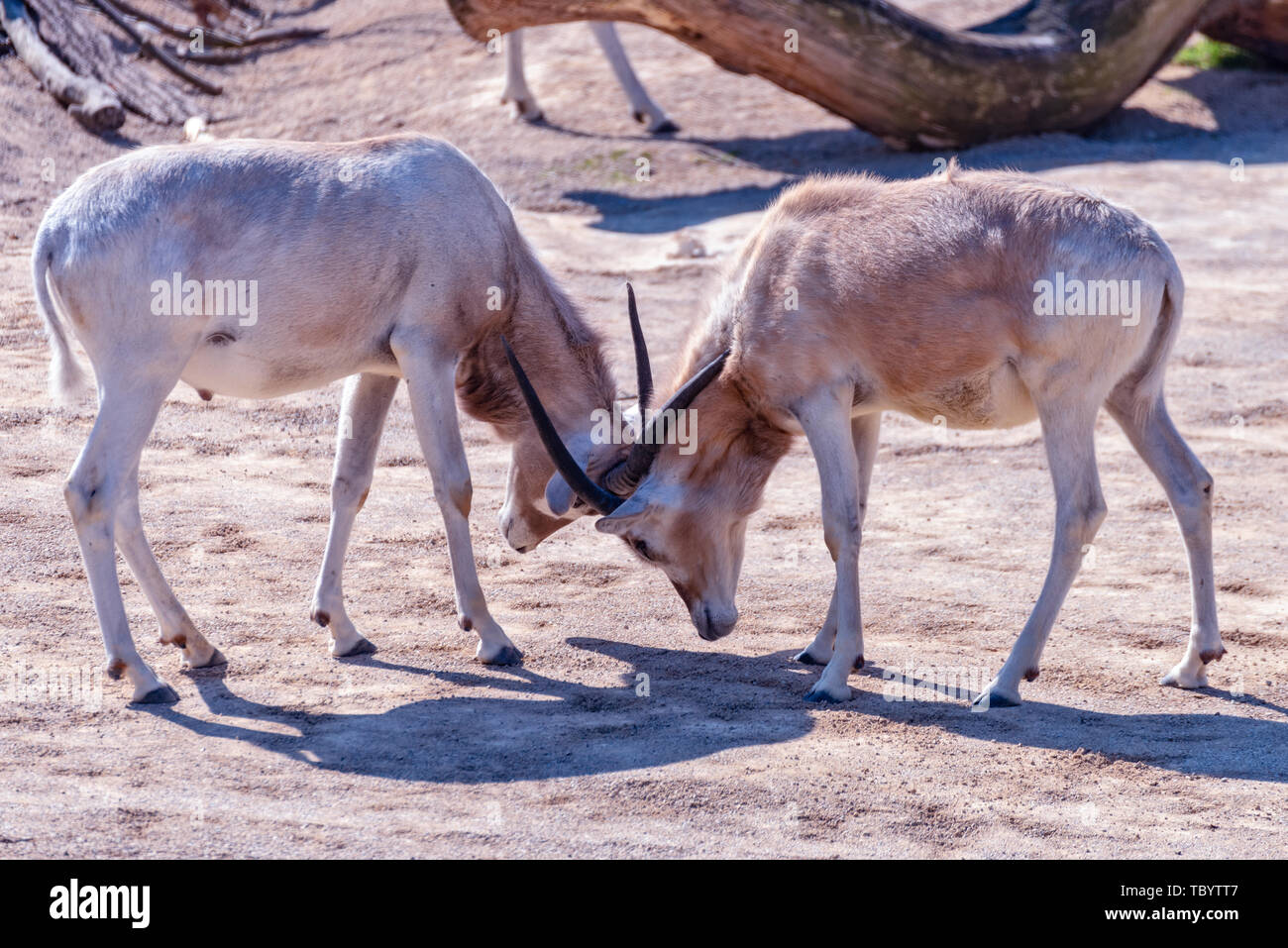 Two Addax animals are fighting each other Stock Photo