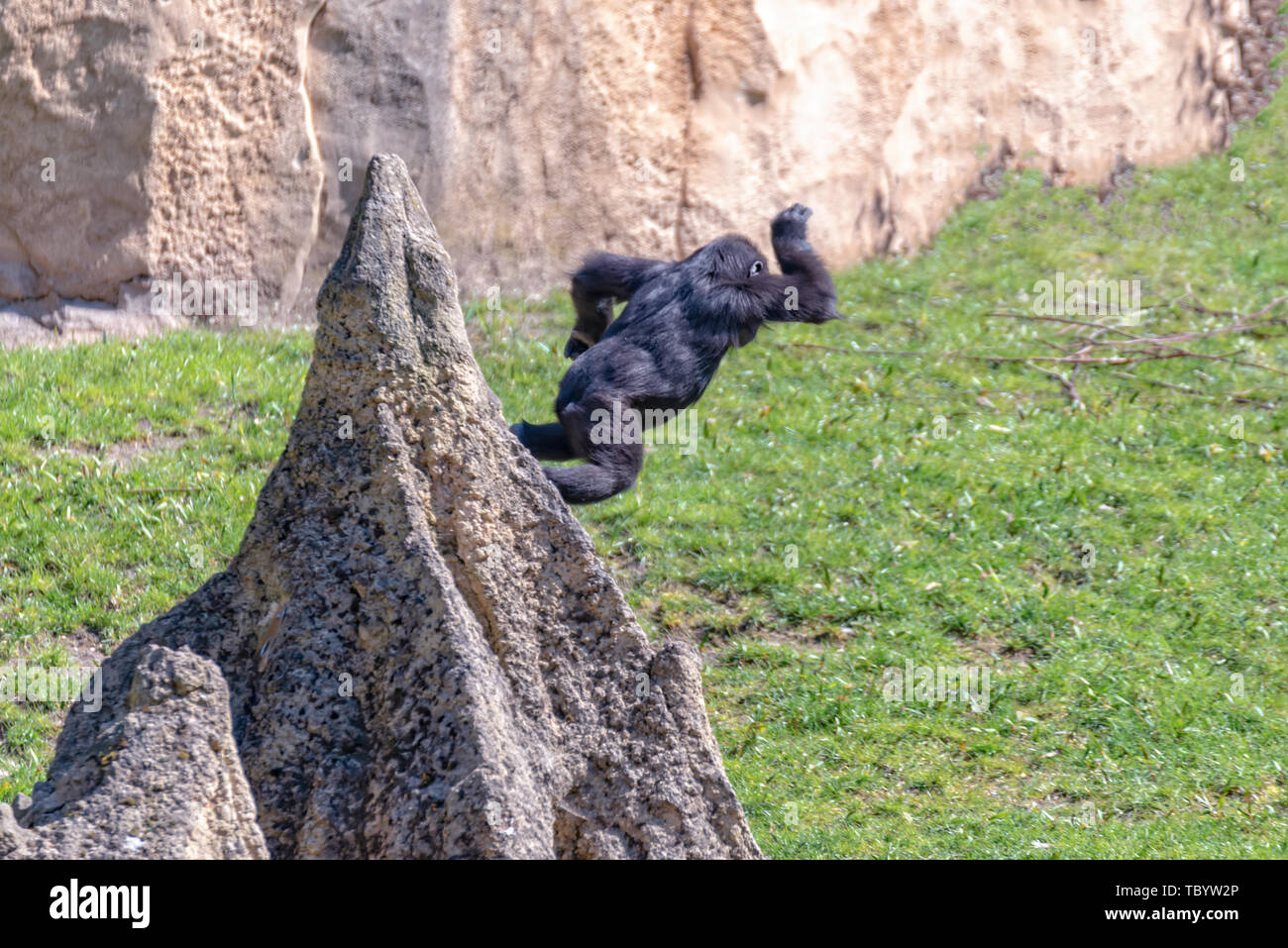 Lowland gorilla baby jumps from a hill Stock Photo Alamy