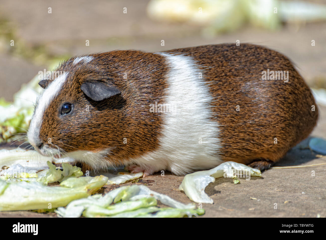 Guinea pig eats salad Stock Photo Alamy