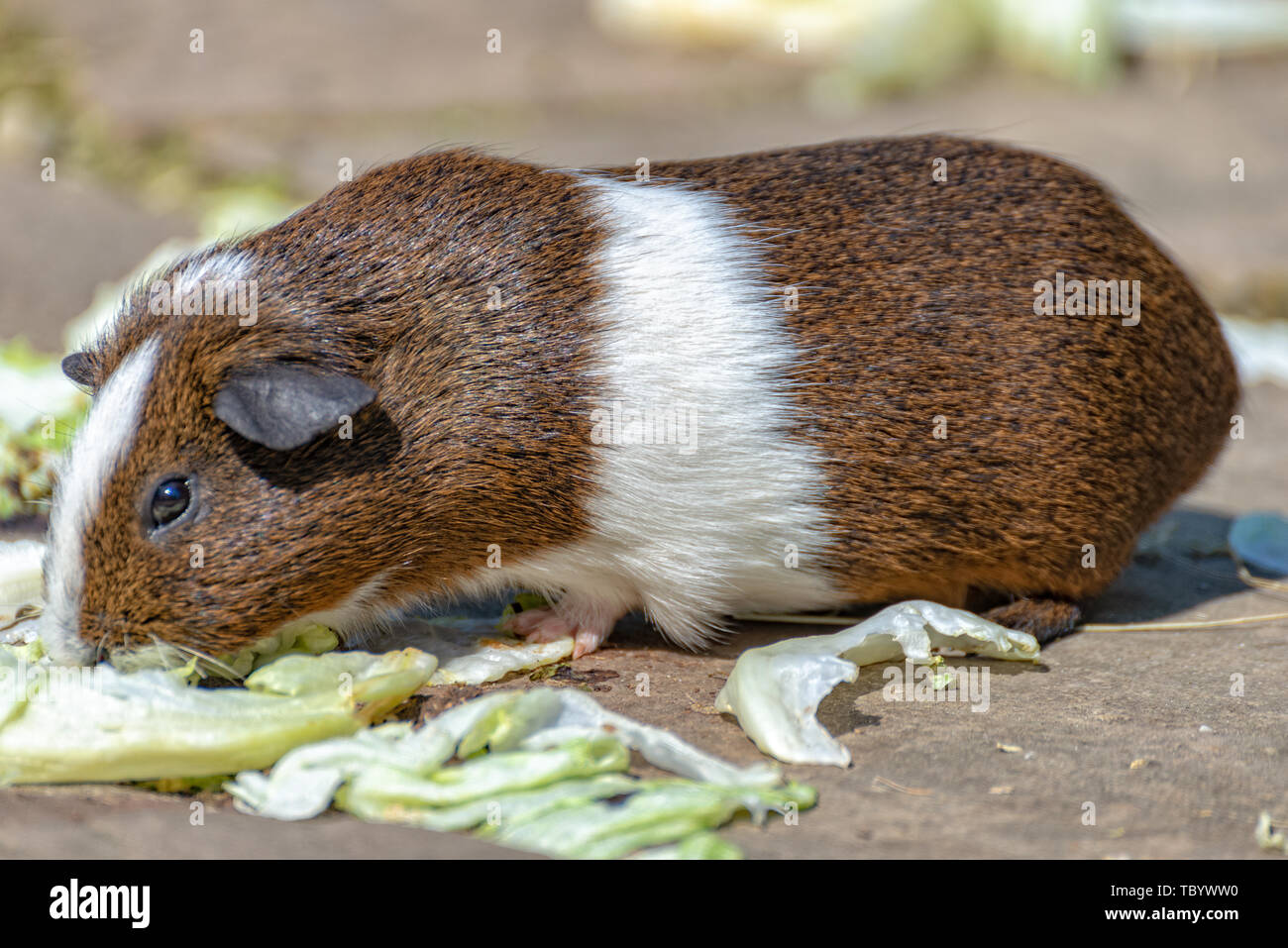 Guinea pig eats salad Stock Photo - Alamy - Veggie Guinja Pig Salad