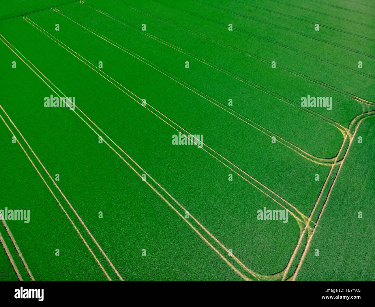 Tractor tracks on a field with winter wheat Stock Photo - Alamy