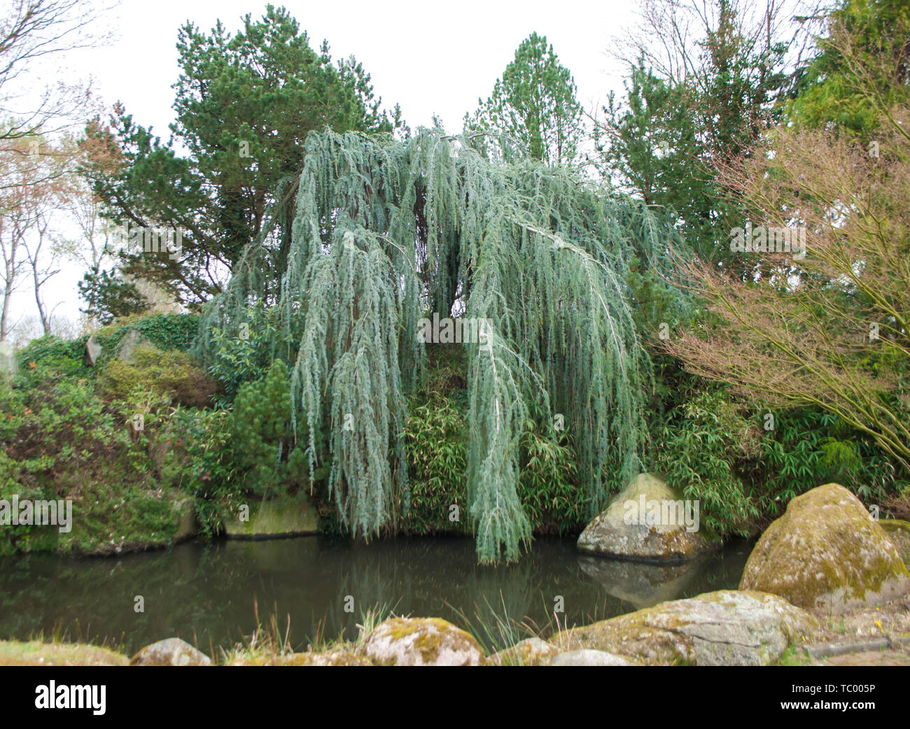Weeping Atlas Cedar, Cedrus Atlantica, 'Glauca Pendula', Blue Atlas Cedar , lowered the branches to the water, near a small pond, surrounded by other  Stock Photo