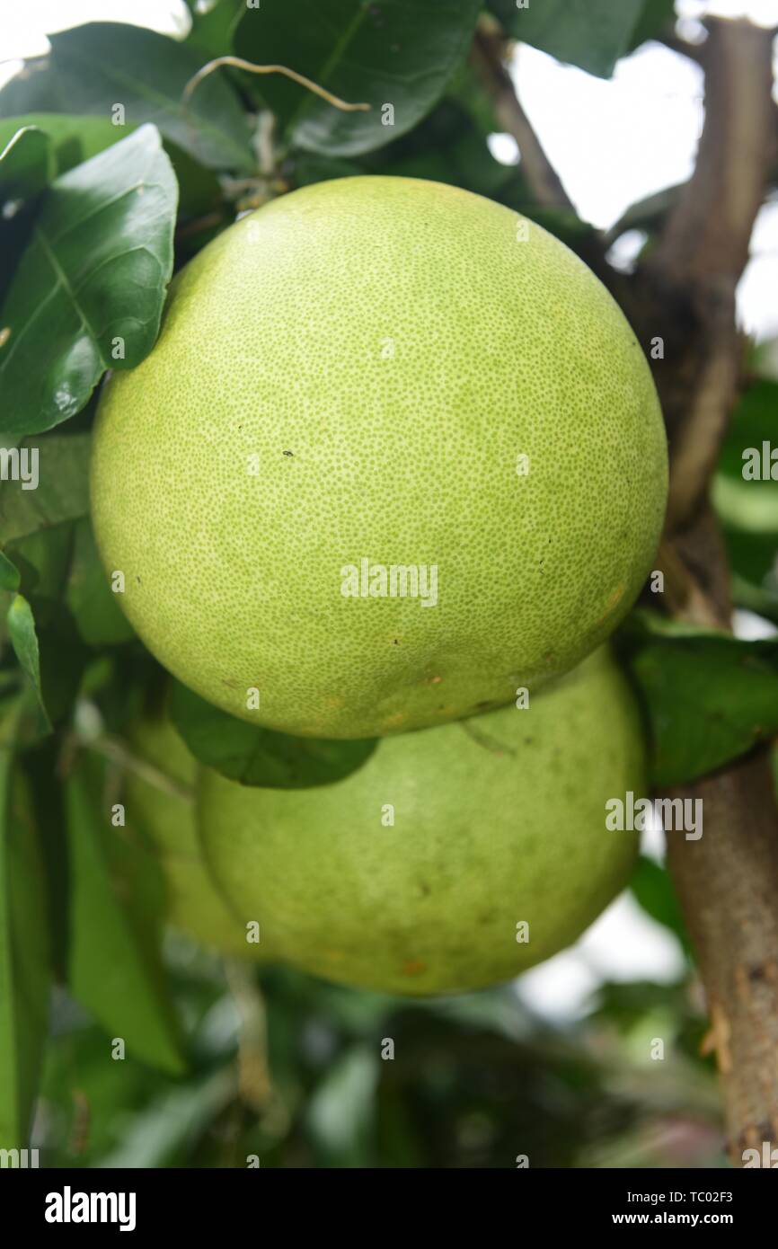 Pomelo planting hires stock photography and images Alamy