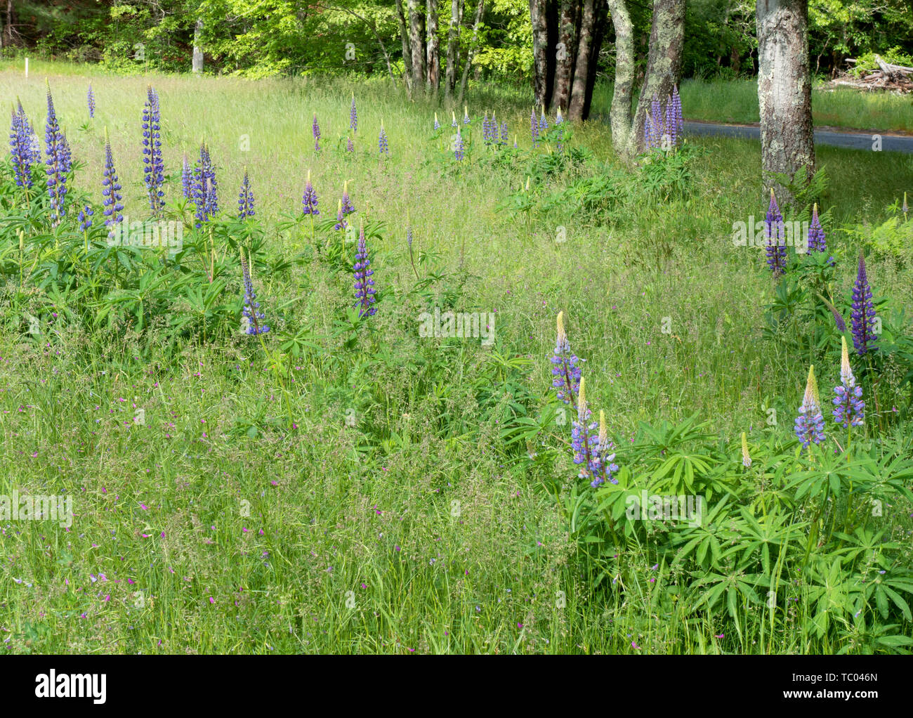 Field of blue lupines Stock Photo