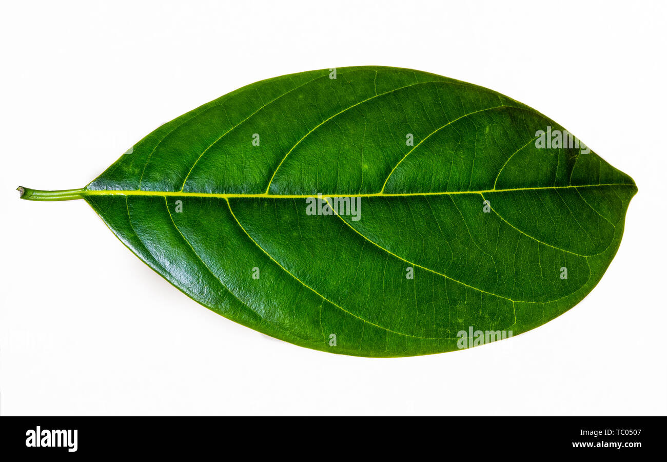 A jackfruit leaf. Stock Photo