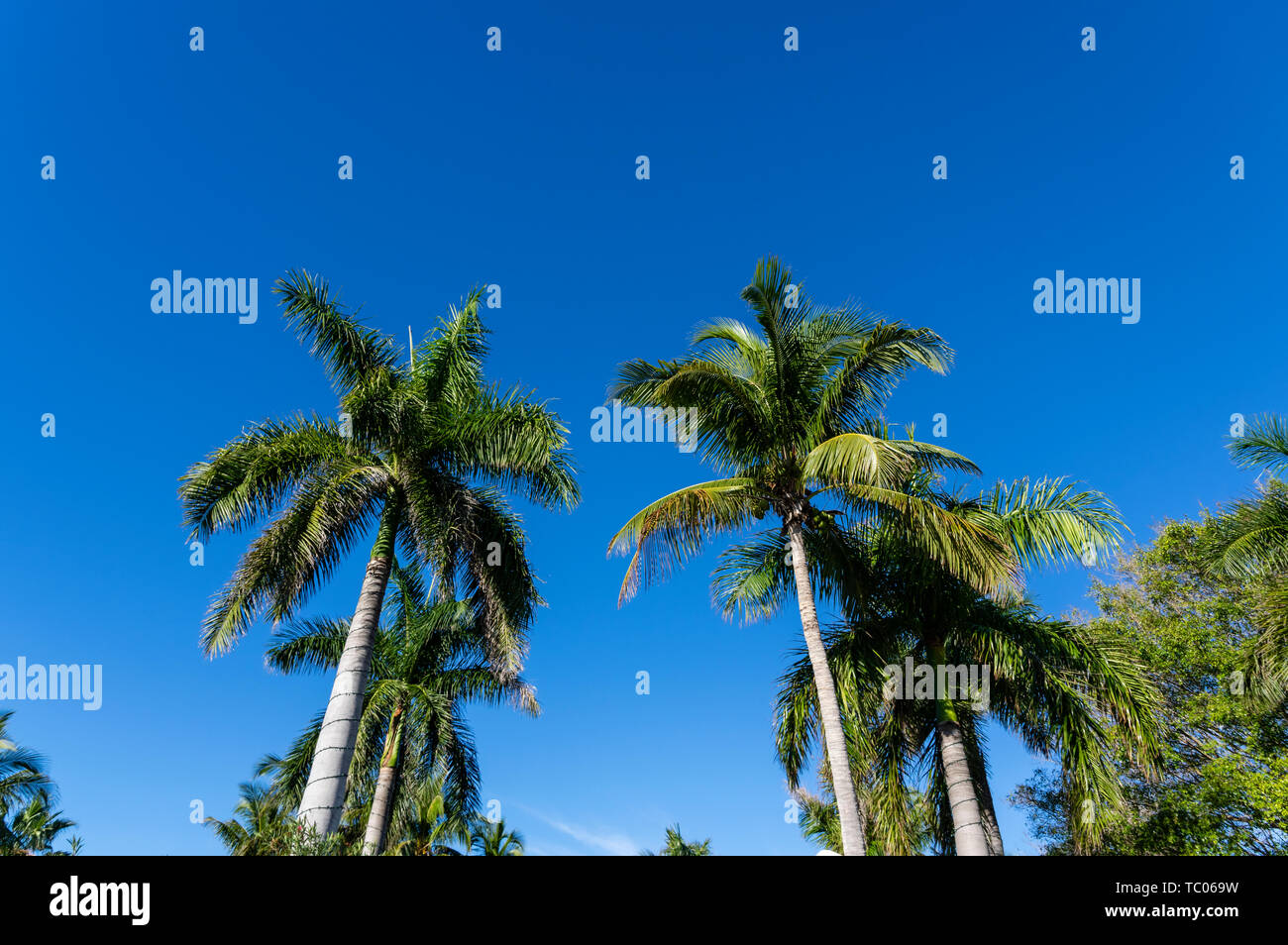 Coconut Palm trees inside the South Seas Island Resort. Captiva Island, Florida Stock Photo