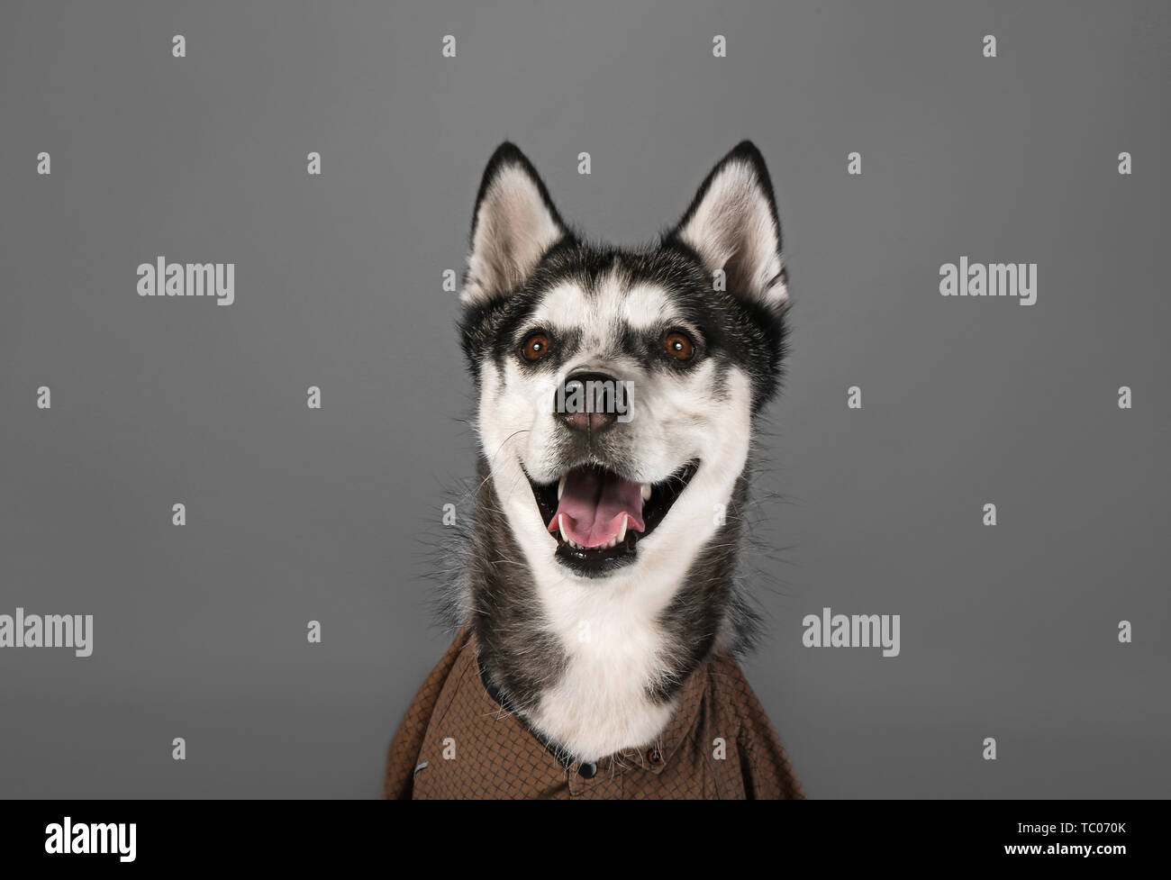 husky clothes