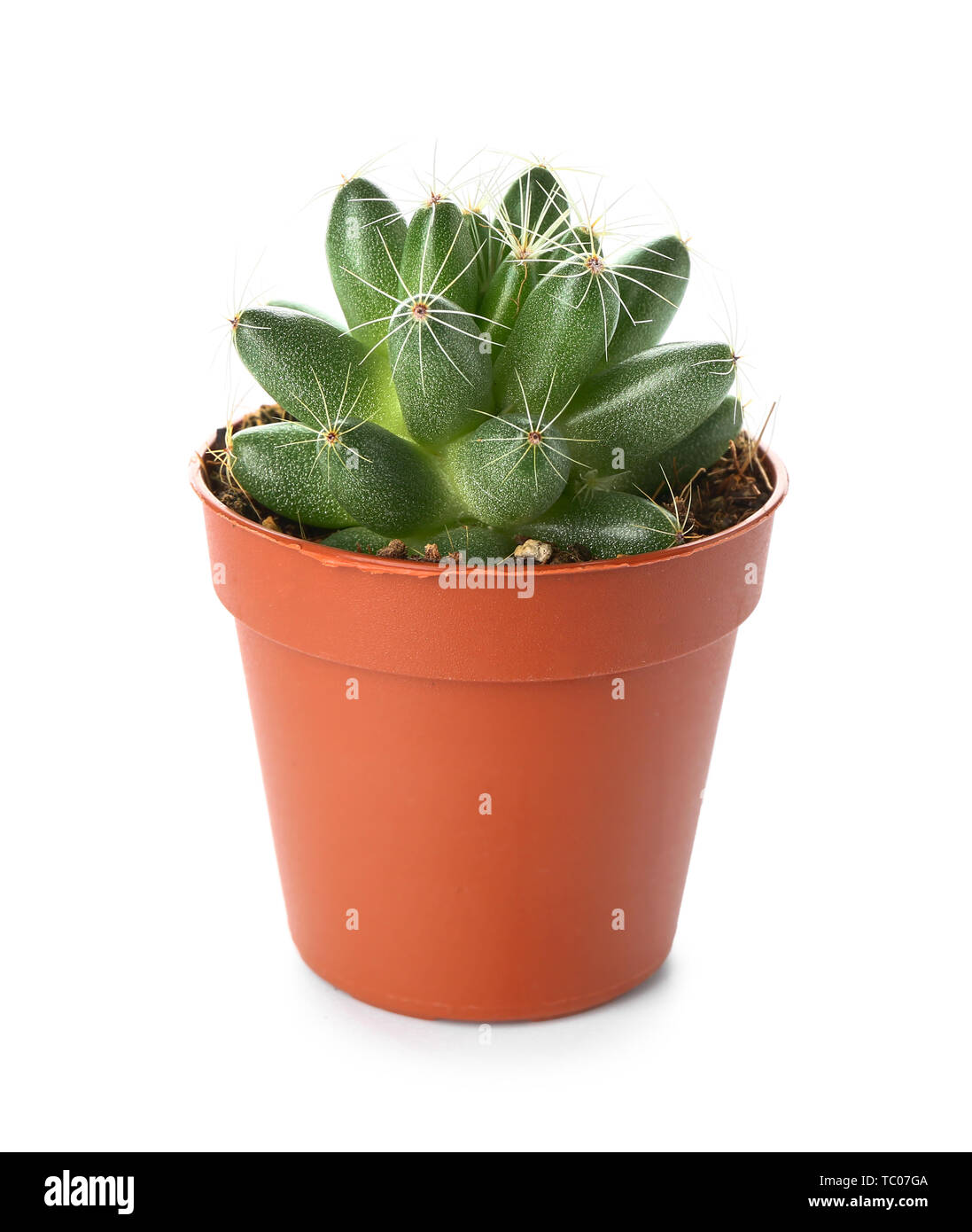Cactus in pot on white background Stock Photo - Alamy