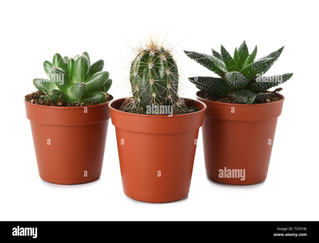 Succulents and cactus on white background Stock Photo - Alamy