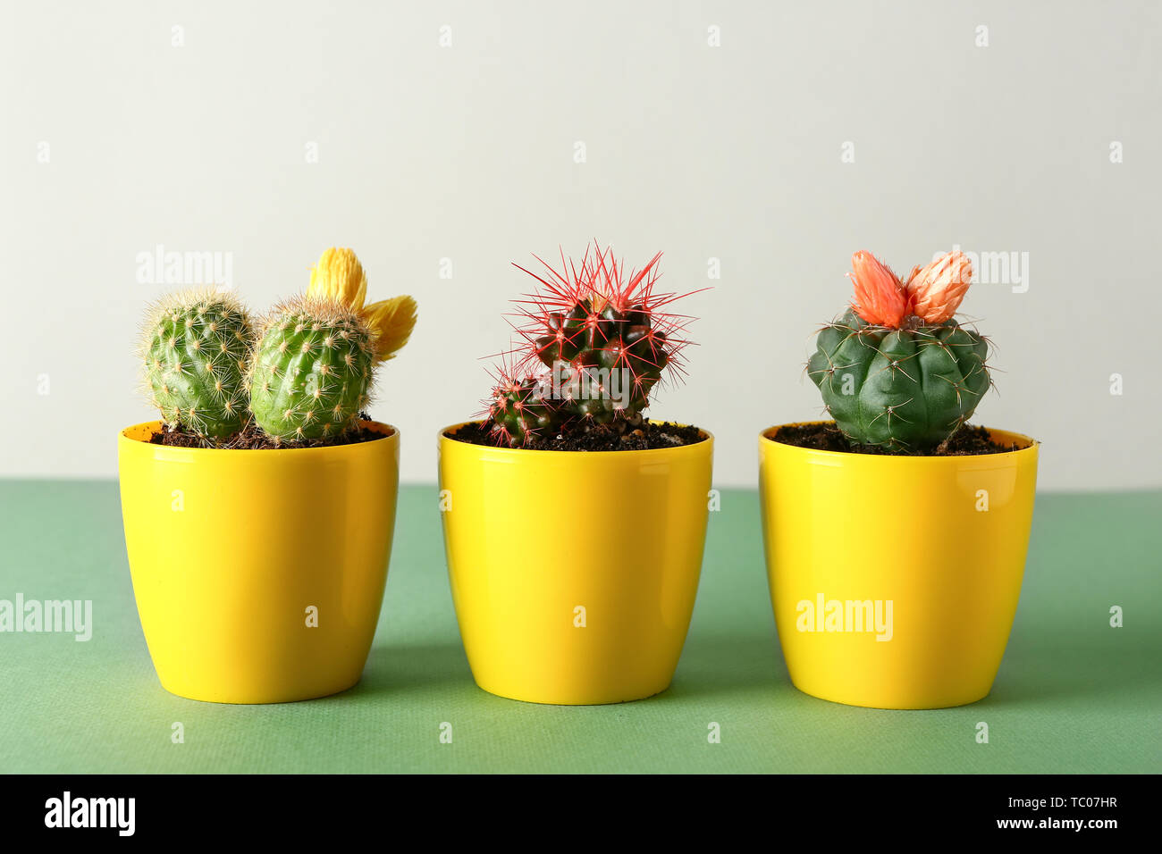 Pots with cacti on table Stock Photo