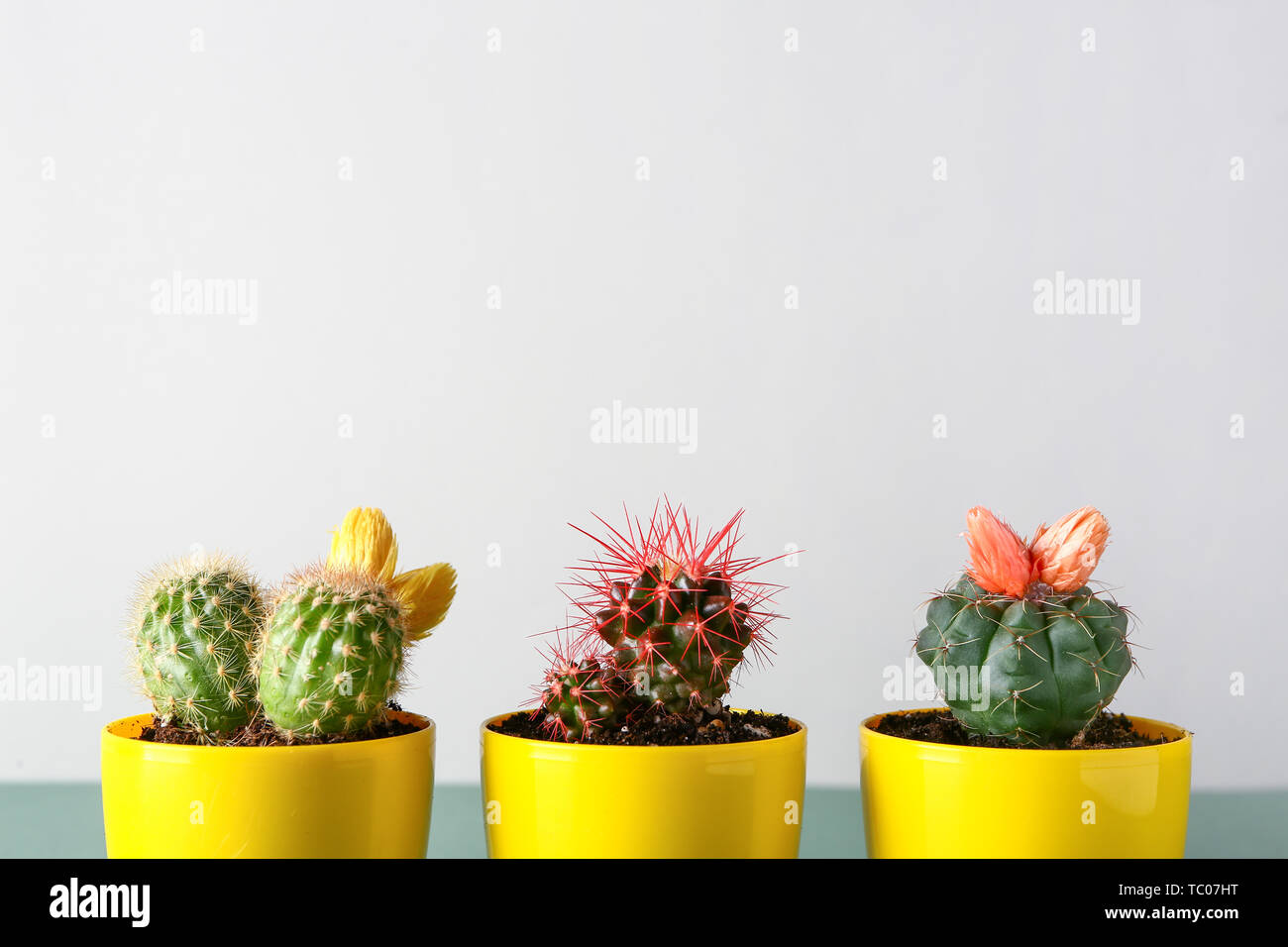 Pots with cacti on table Stock Photo