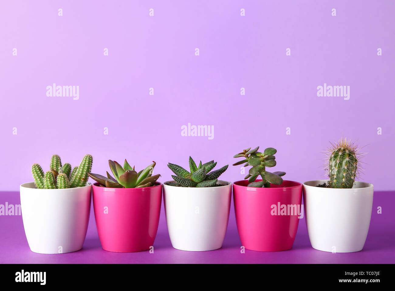 Succulents and cacti in pots on color table Stock Photo