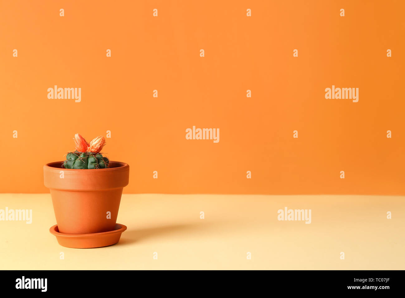 Pot with cactus on color table Stock Photo