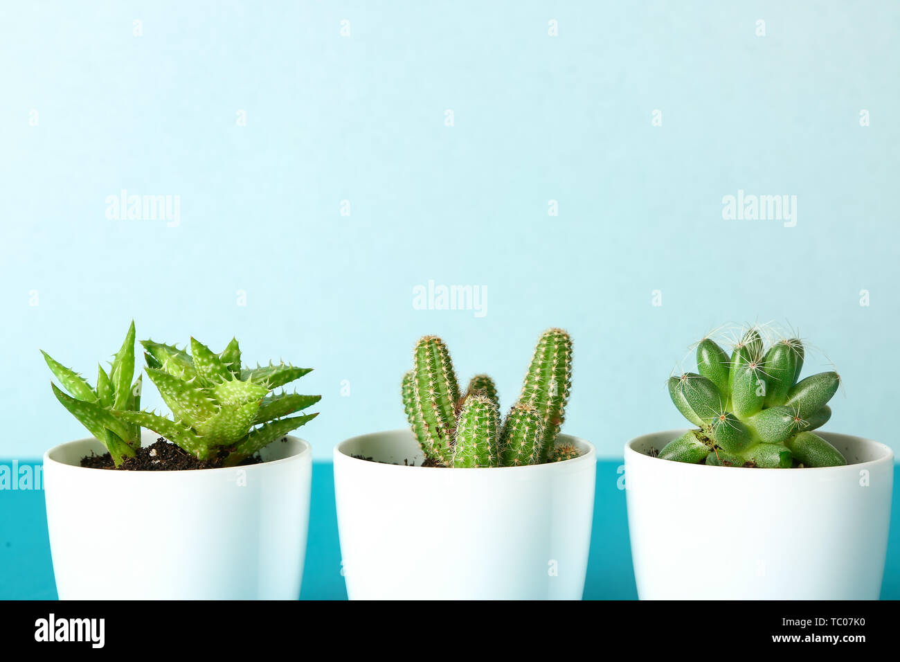 Pots with cacti and succulent on color table Stock Photo