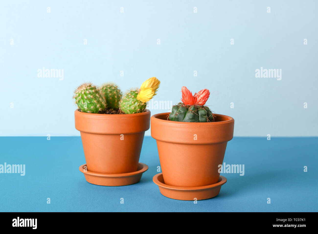 Pots with cacti on color table Stock Photo