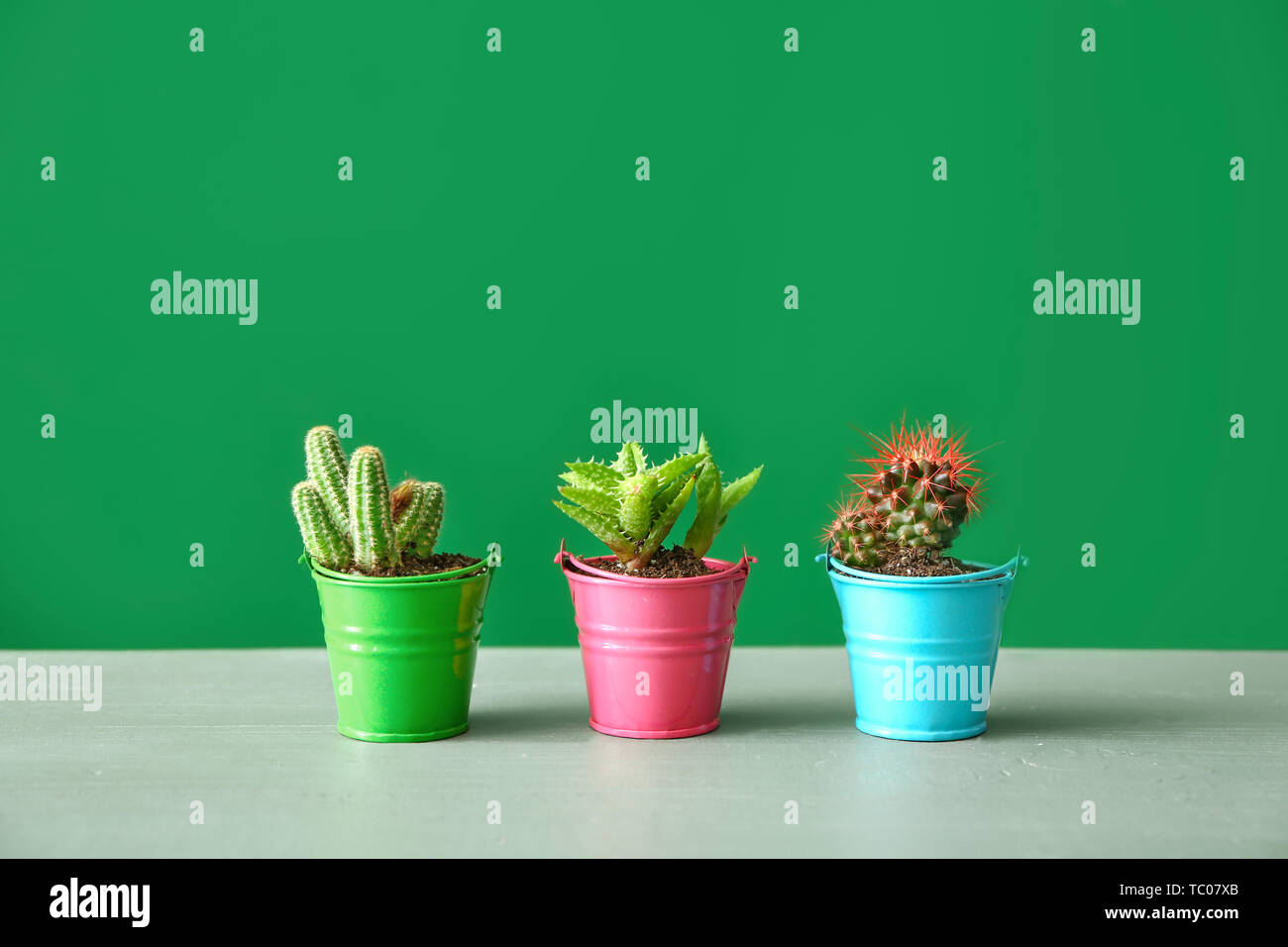 Pots with cacti and succulent on table against color background Stock Photo