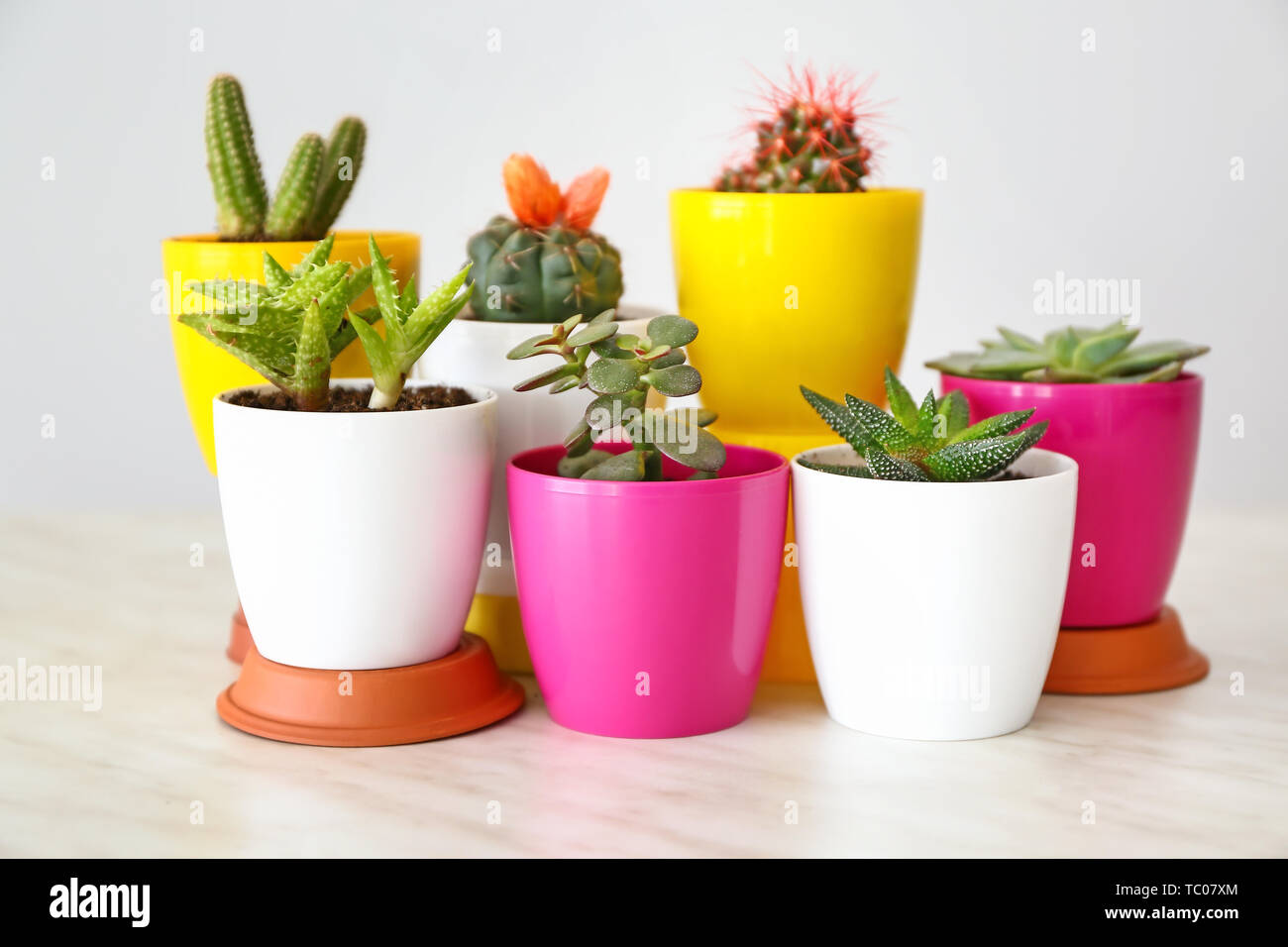 Pots with succulents and cacti on table against light background Stock Photo