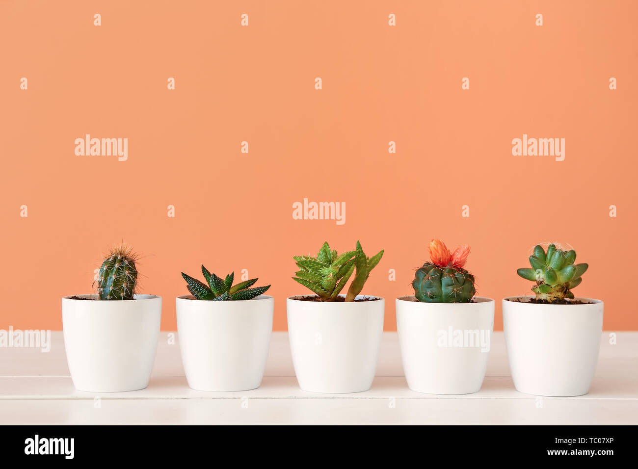 Pots with succulents and cacti on table against color background Stock Photo