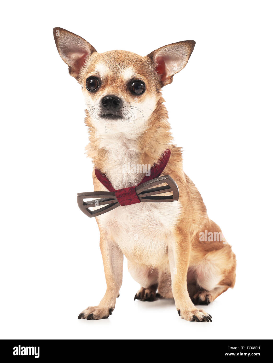 Cute chihuahua dog with bowtie on white background Stock Photo - Alamy