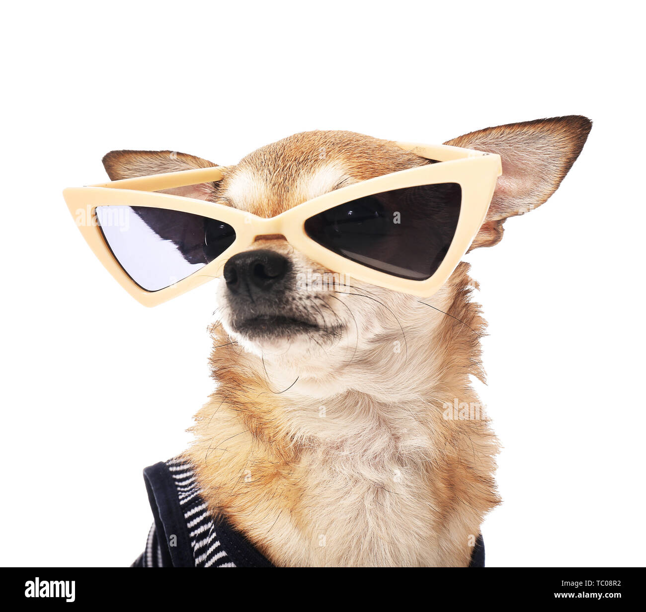 Vouwen Maryanne Jones meest Cute chihuahua dog with sunglasses on white background Stock Photo - Alamy