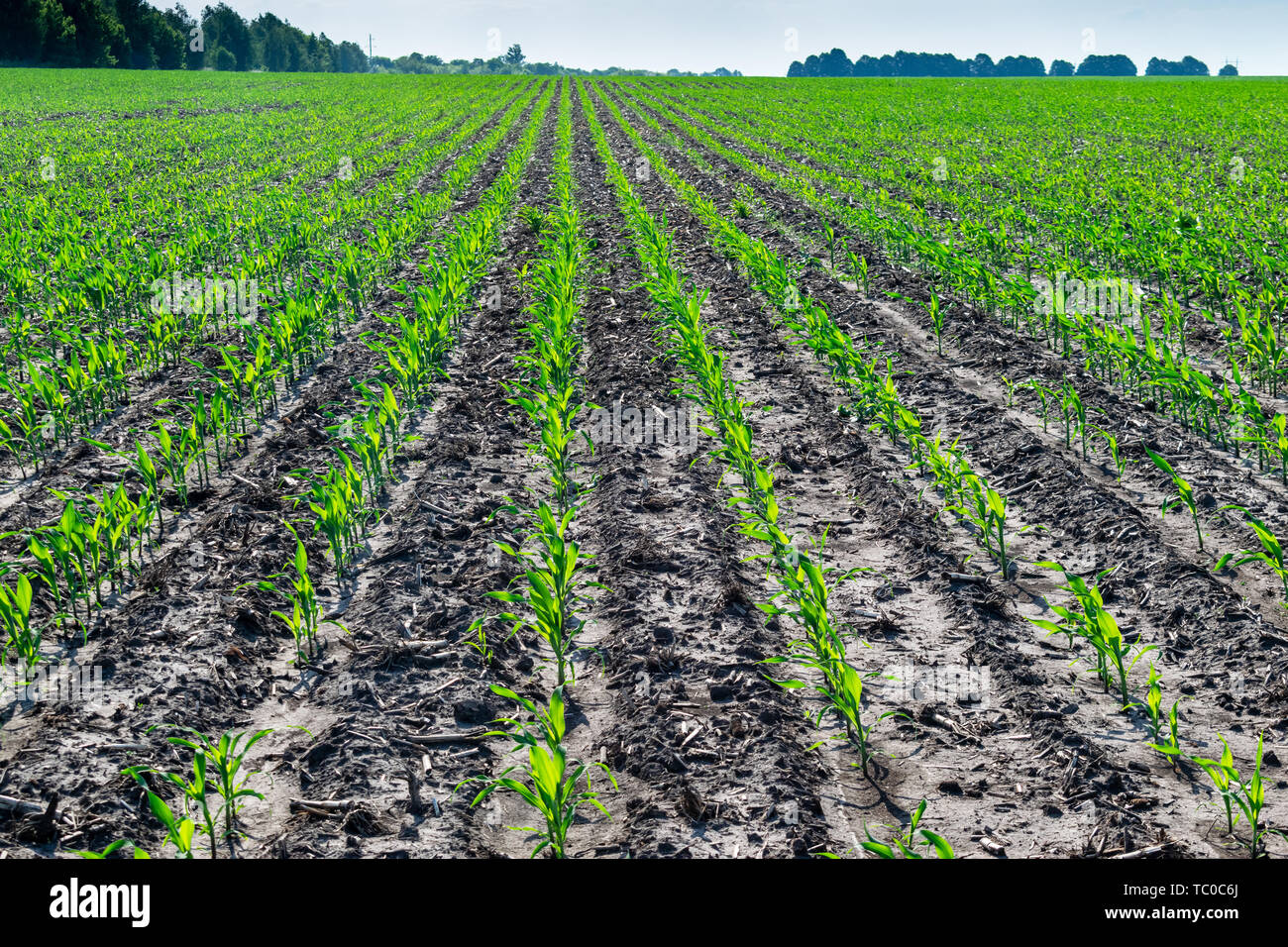 Young corn plants growing on the field in early summer Stock Photo - Alamy