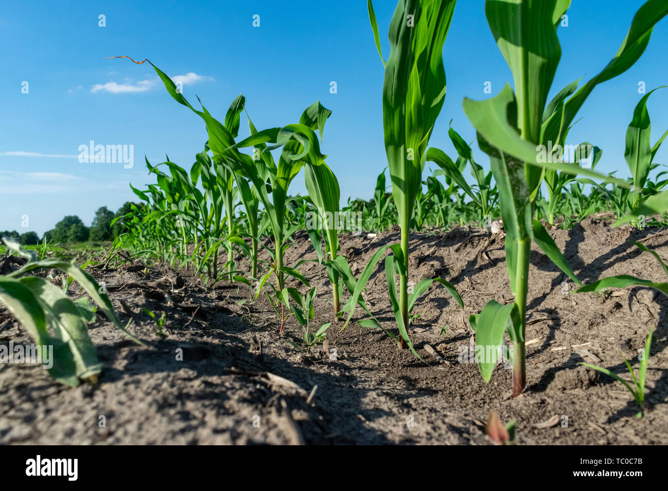 Young corn plants growing hi-res stock photography and images - Alamy