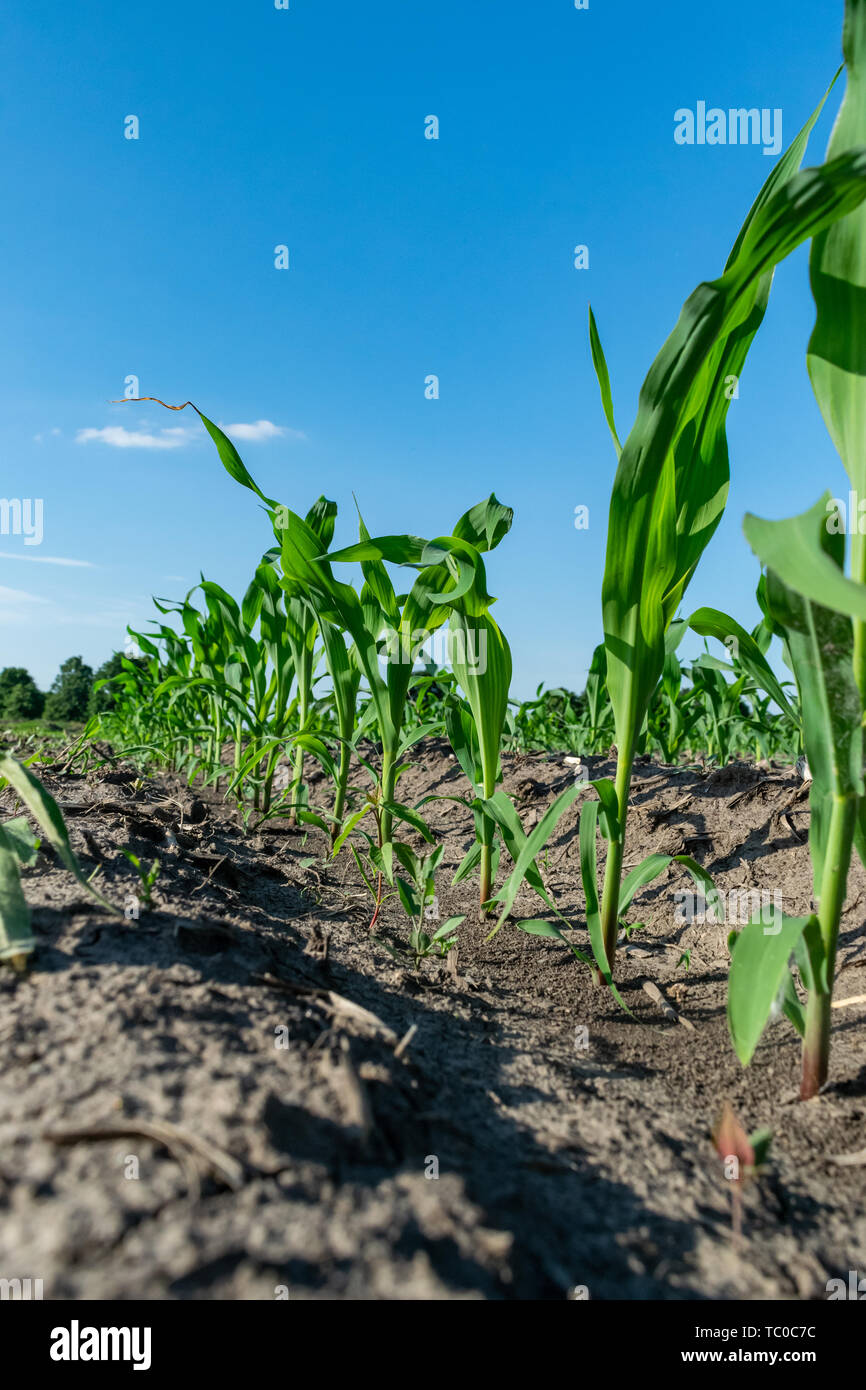 Young corn plants hi-res stock photography and images - Alamy