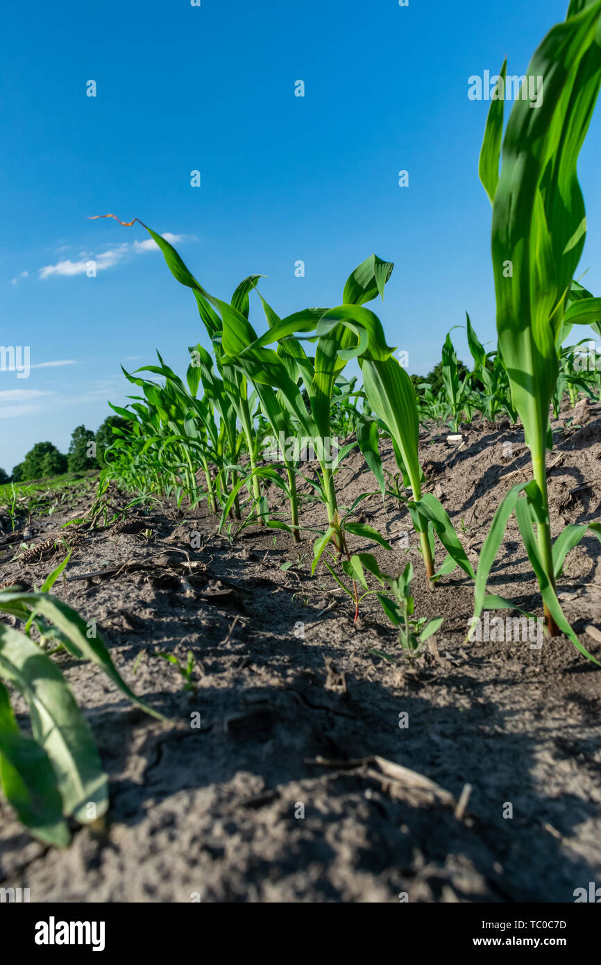 Young corn plants growing on the field in early summer Stock Photo - Alamy