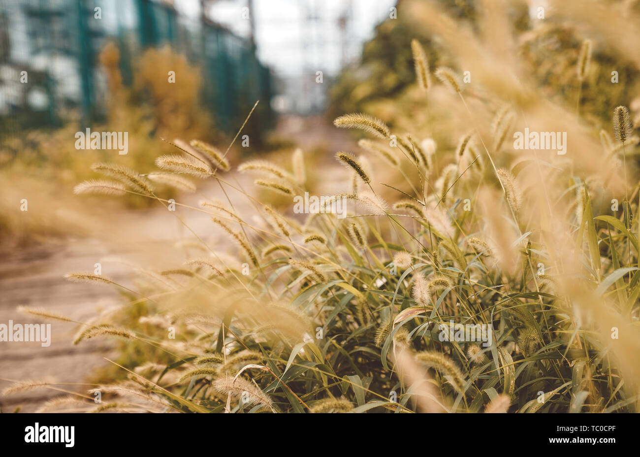 Grain Planting Plants Hi-res Stock Photography And Images - Alamy