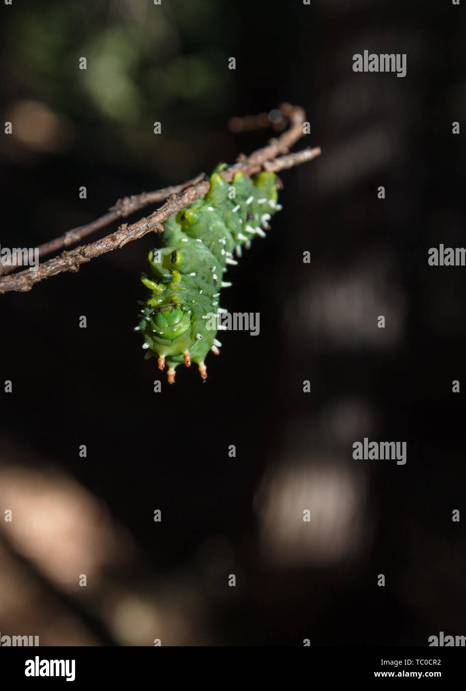 Cute Caterpillar High Resolution Stock Photography and Images - Alamy