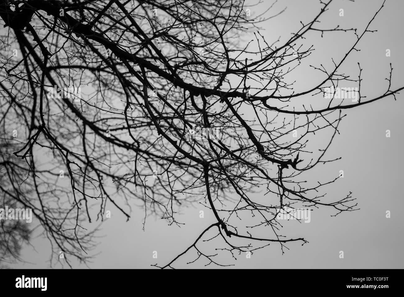 The black trunks and sky Stock Photo Alamy