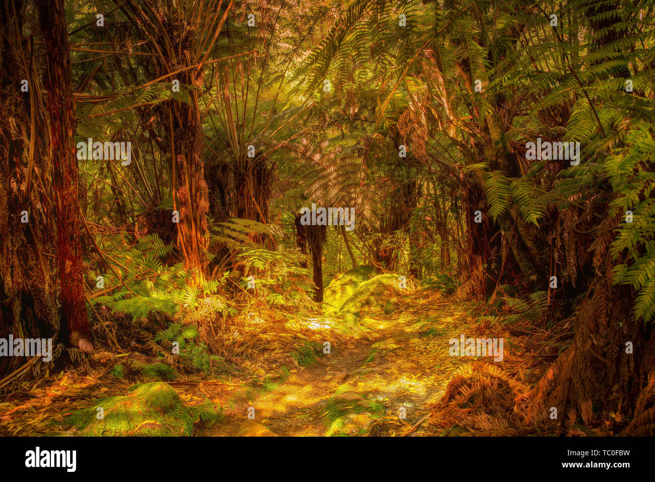 The sun streaming into and lighting up natural NZ native bush Stock Photo