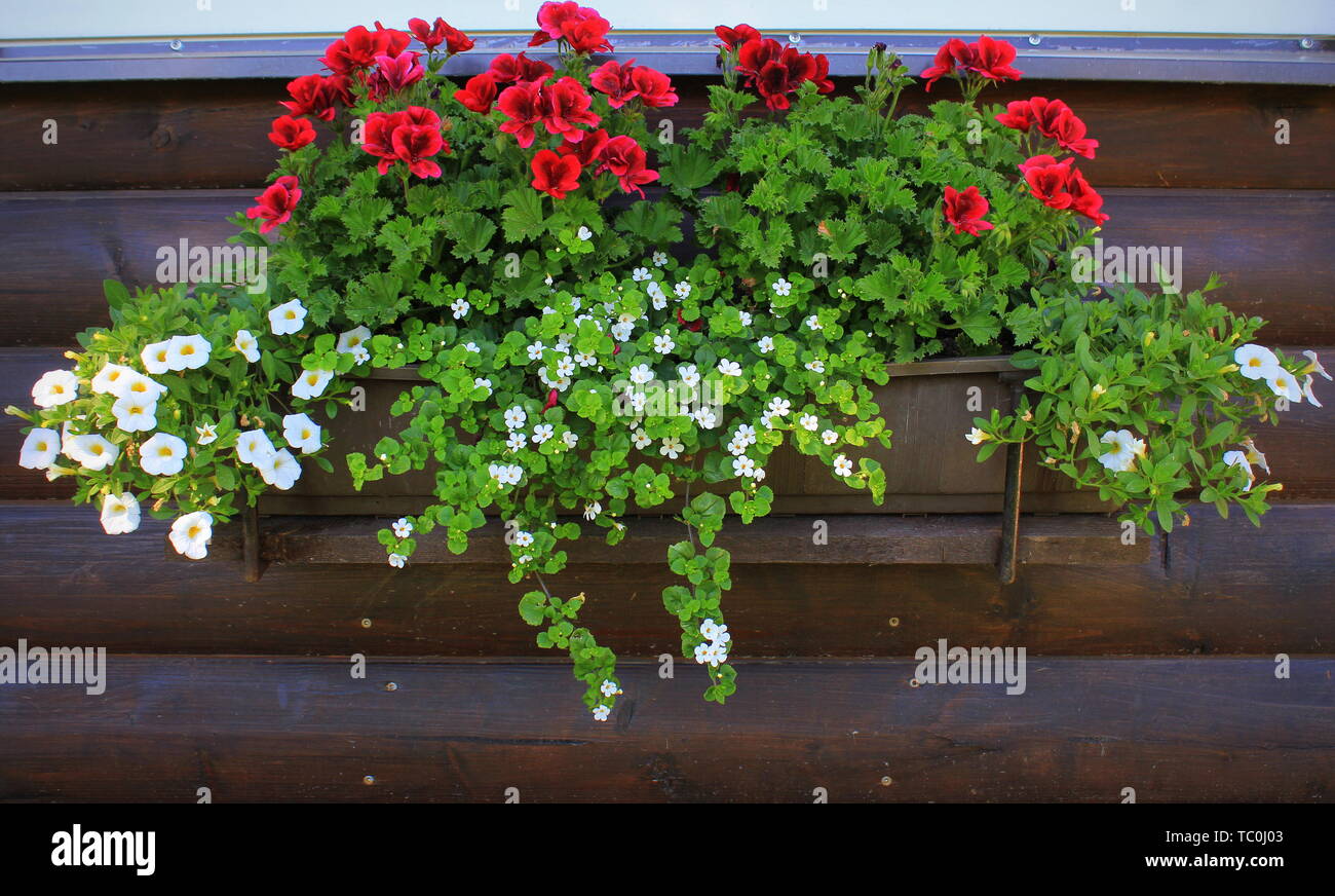 Red and white flowering plants in a flower box in the window sill . Geranium, petunia and bacopa flower growth in pot . Stock Photo