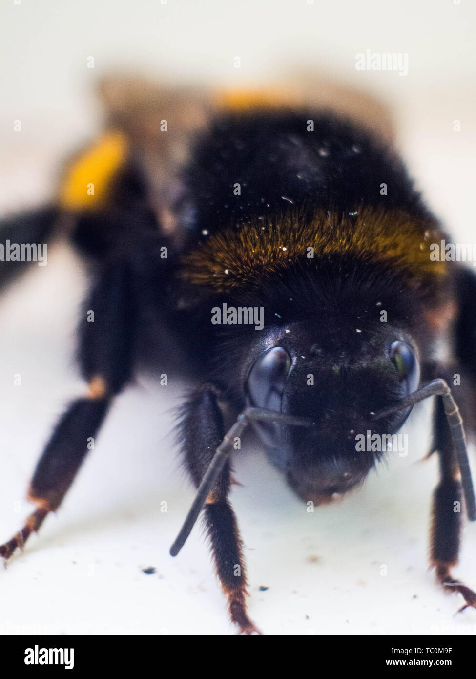 Single bee pictured from above, selective focus Stock Photo - Alamy