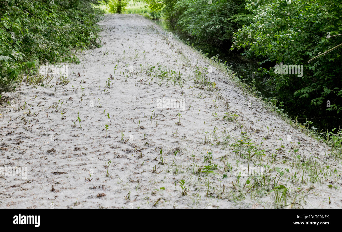 forest full of fluff and seeds of the poplar with the risk of hay fever Stock Photo