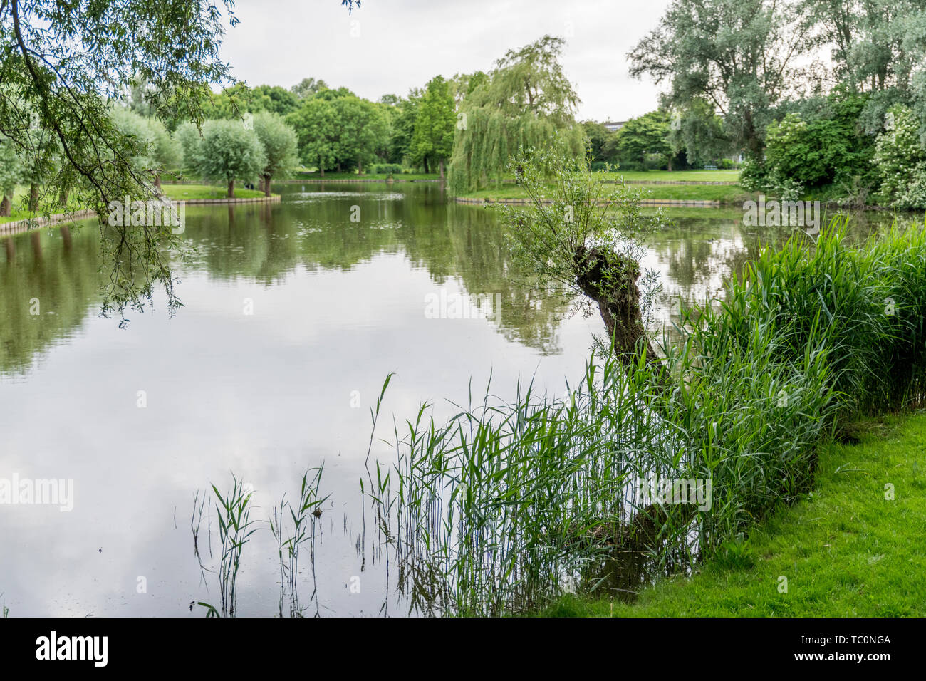 Small garden pond summer hi-res stock photography and images - Alamy