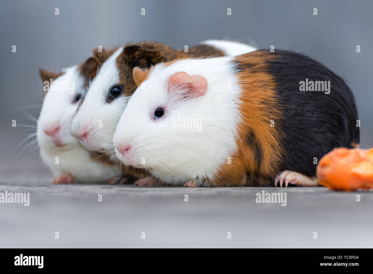 Three guinea pigs / Dutch rats / Dutch pigs / guinea pigs looking in