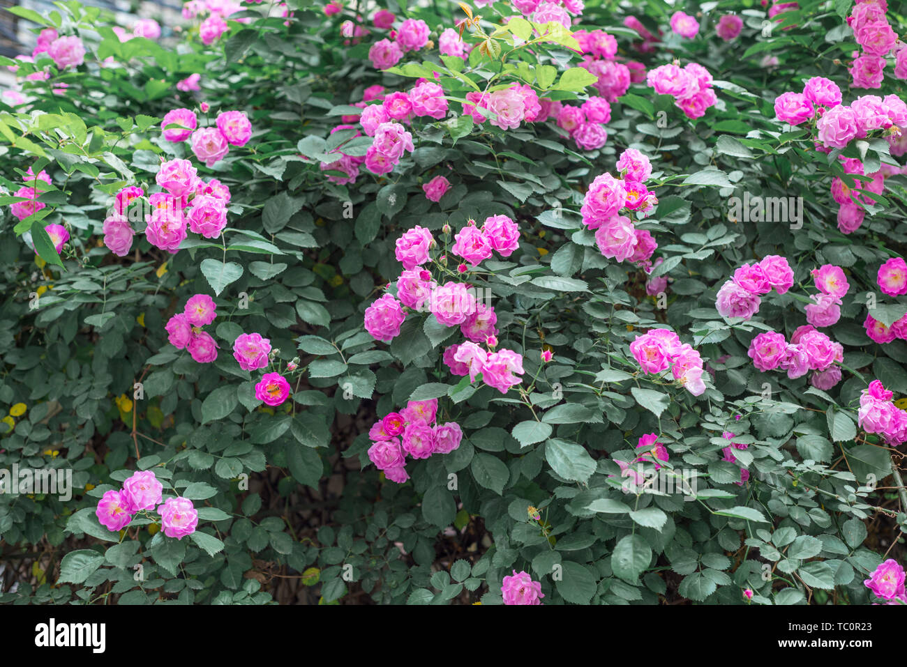 Roses in full bloom in late spring and early summer Stock Photo - Alamy