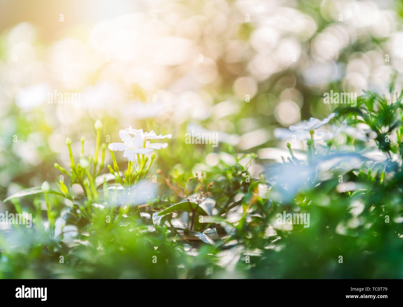 Wrightia antidysenterica flower on nature background and sunlight in morning, flower background concept Stock Photo