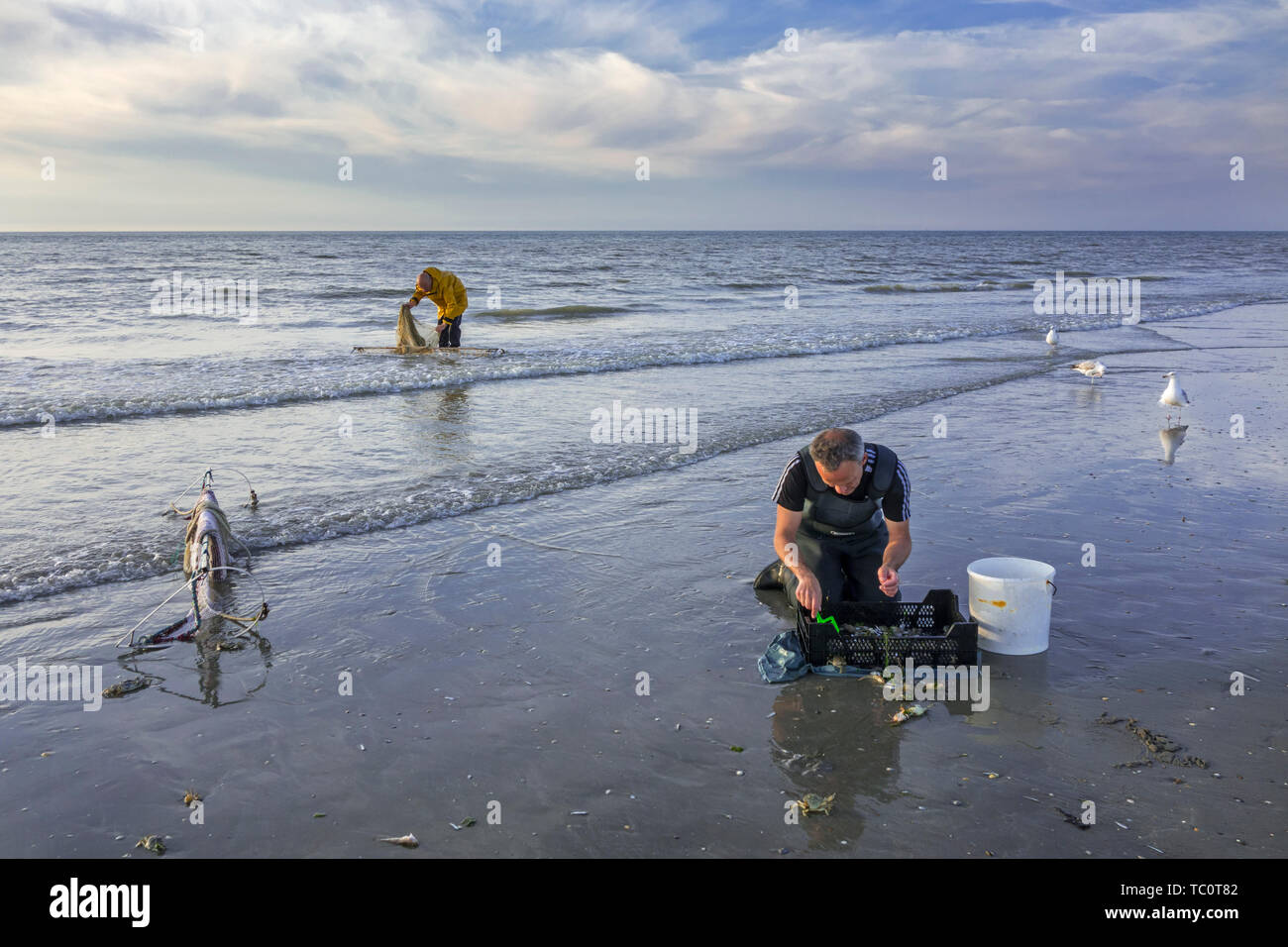Shrimper sorting catch from shrimp drag net on the beach caught along the North Sea coast Stock Photo