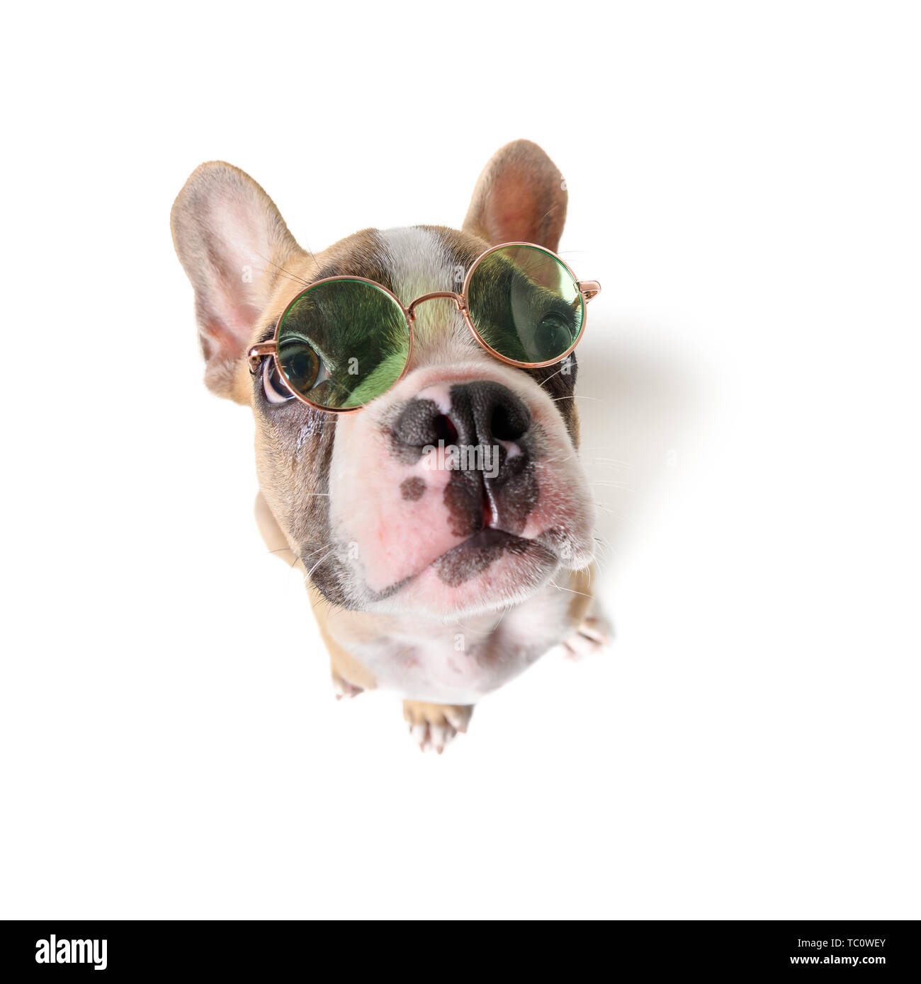 Dog hot sale fish eye
