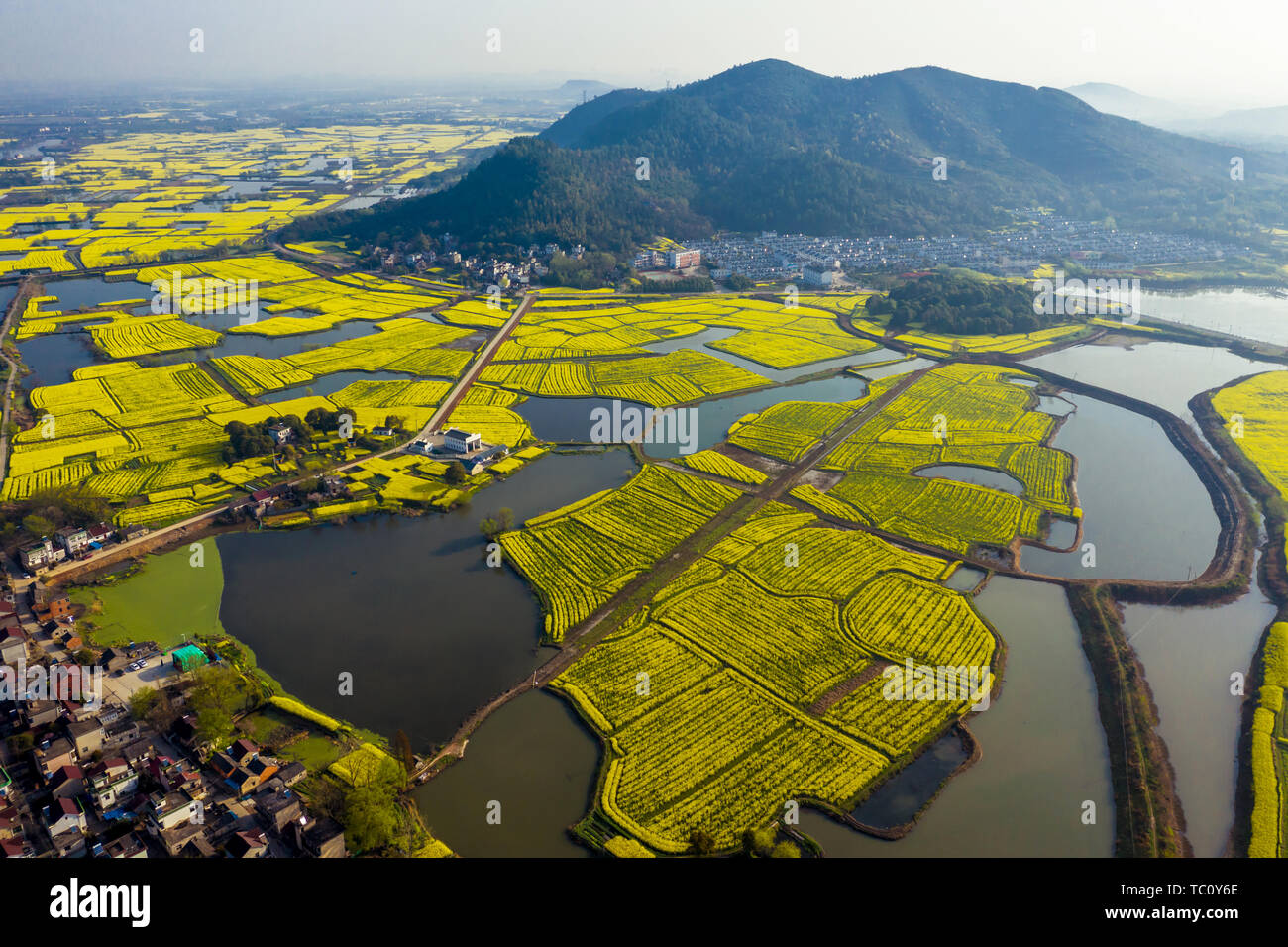 Anhui Wuhu City + Sanshan District Xiangshuijian Scenic Area + Flower Sea  Stock Photo - Alamy