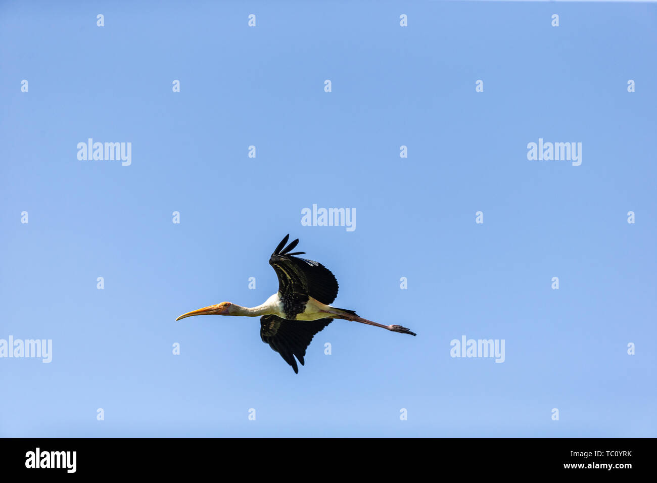 Colorful Storks The colorful stork that survives in the swamps of Sri Lanka Stock Photo ...