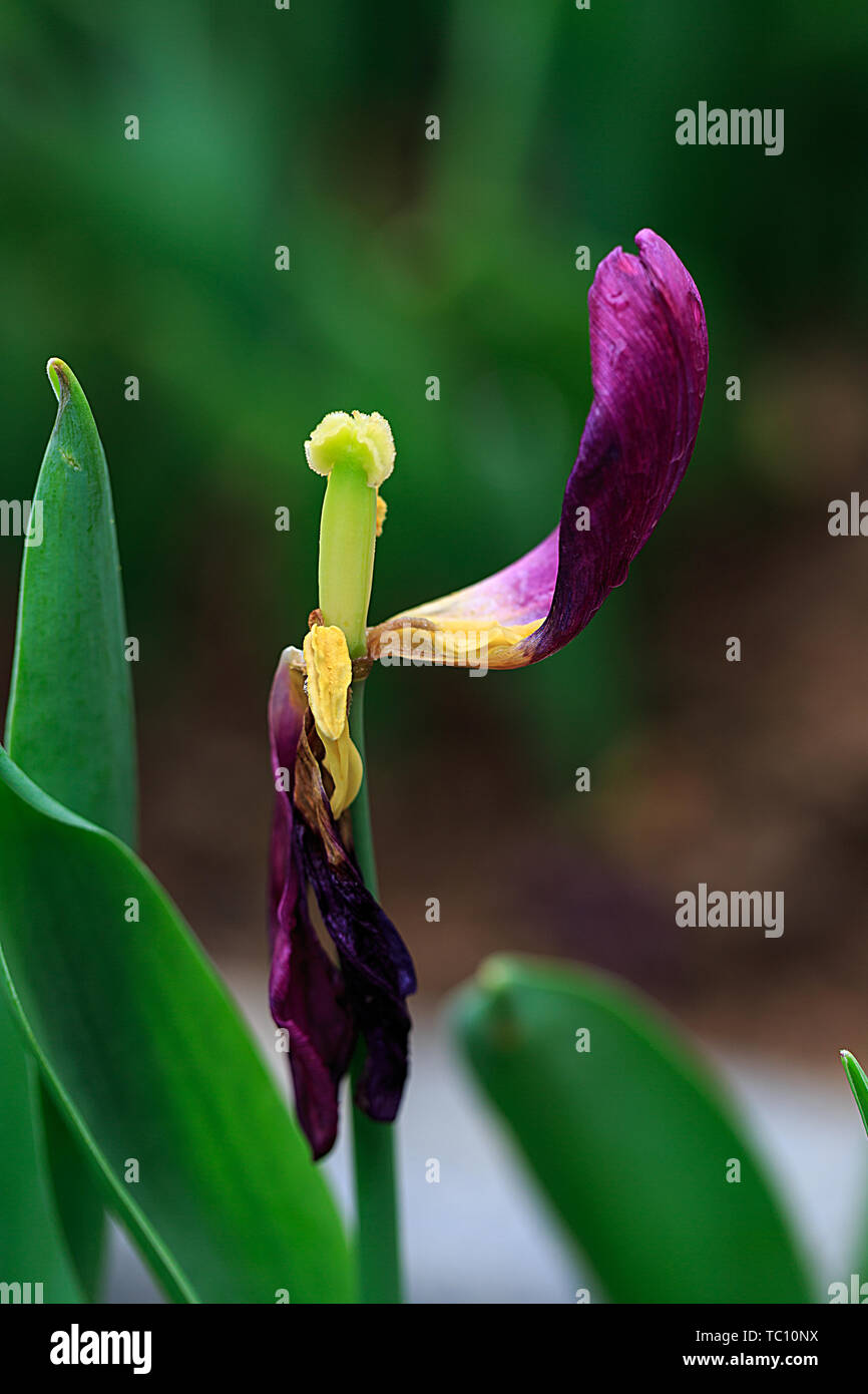 Temple fairs, Chinese New Year, blessings, incense, tulips, food ...