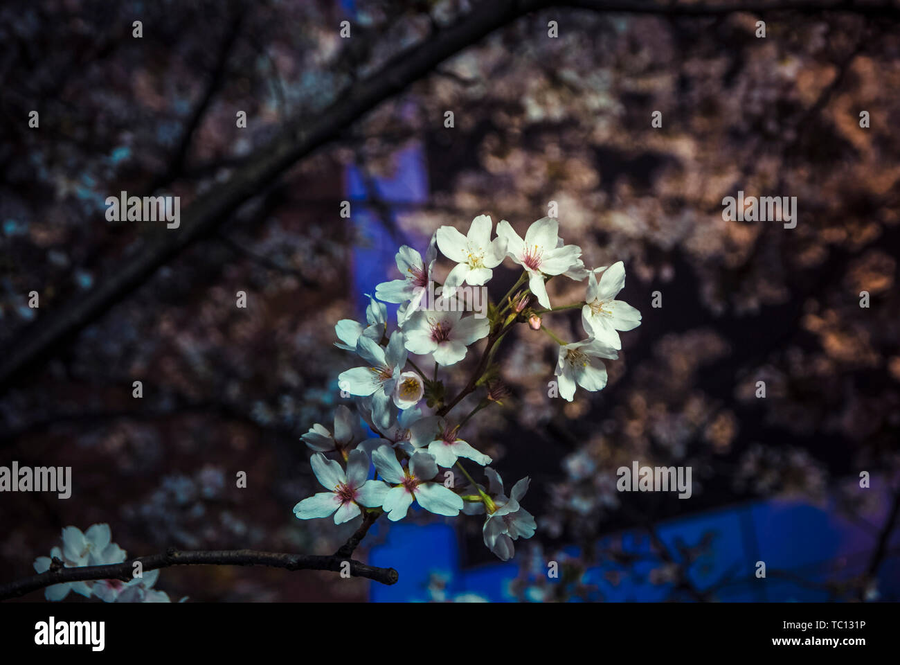 Romantic Cherry blossom Stock Photo - Alamy
