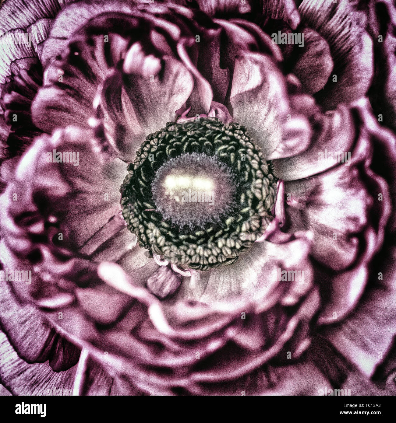 Core pattern hi-res stock photography and images - Alamy