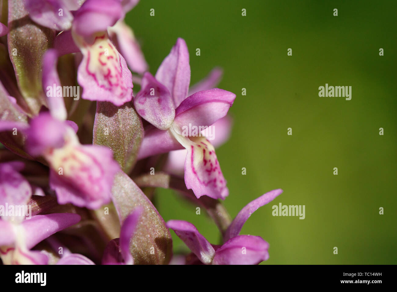 Close up of two terrestrial Eurasian orchids Stock Photo